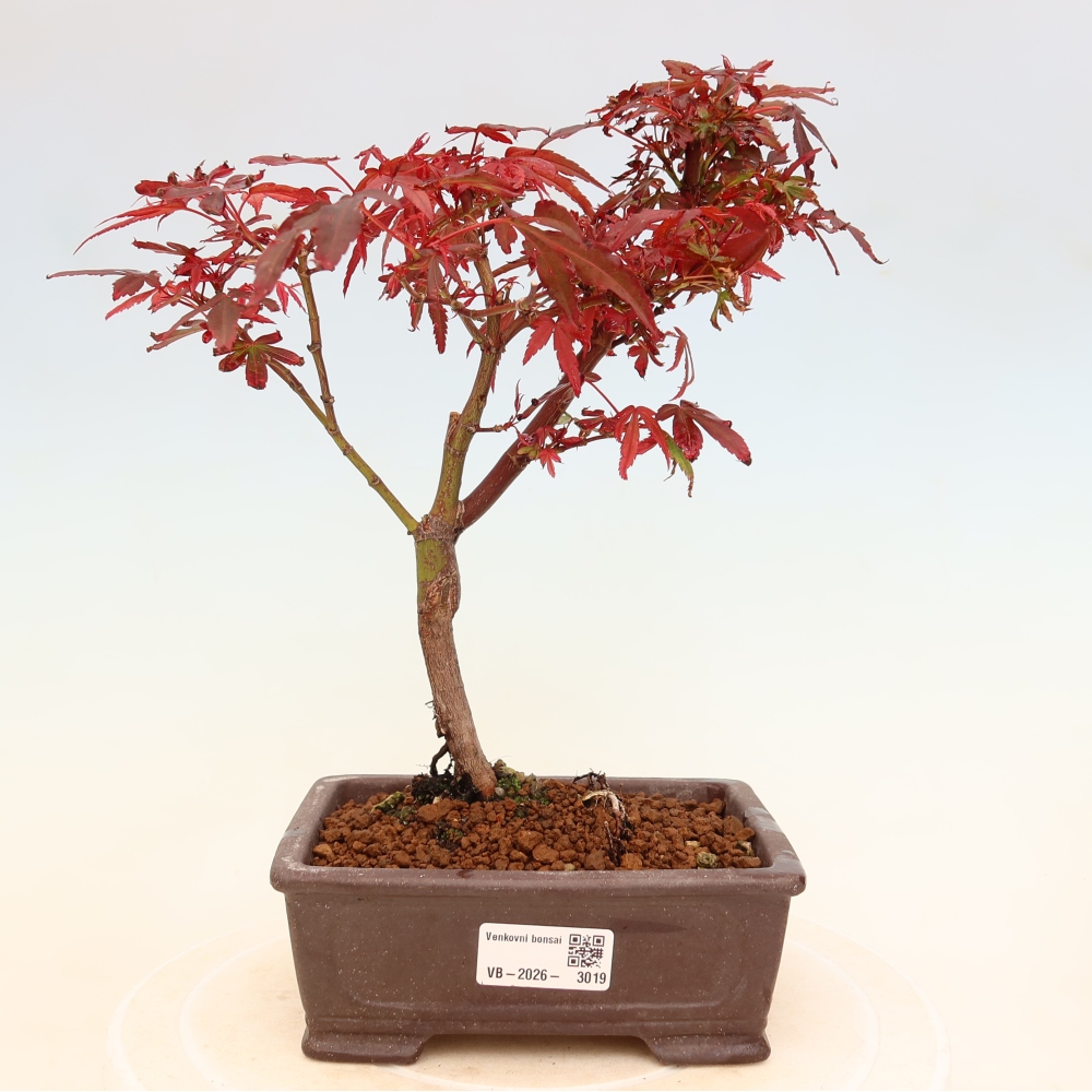 Bonsai für den Außenbereich – Palmenblättriger Ahorn – Acer palmatum „Berry Broom“ 