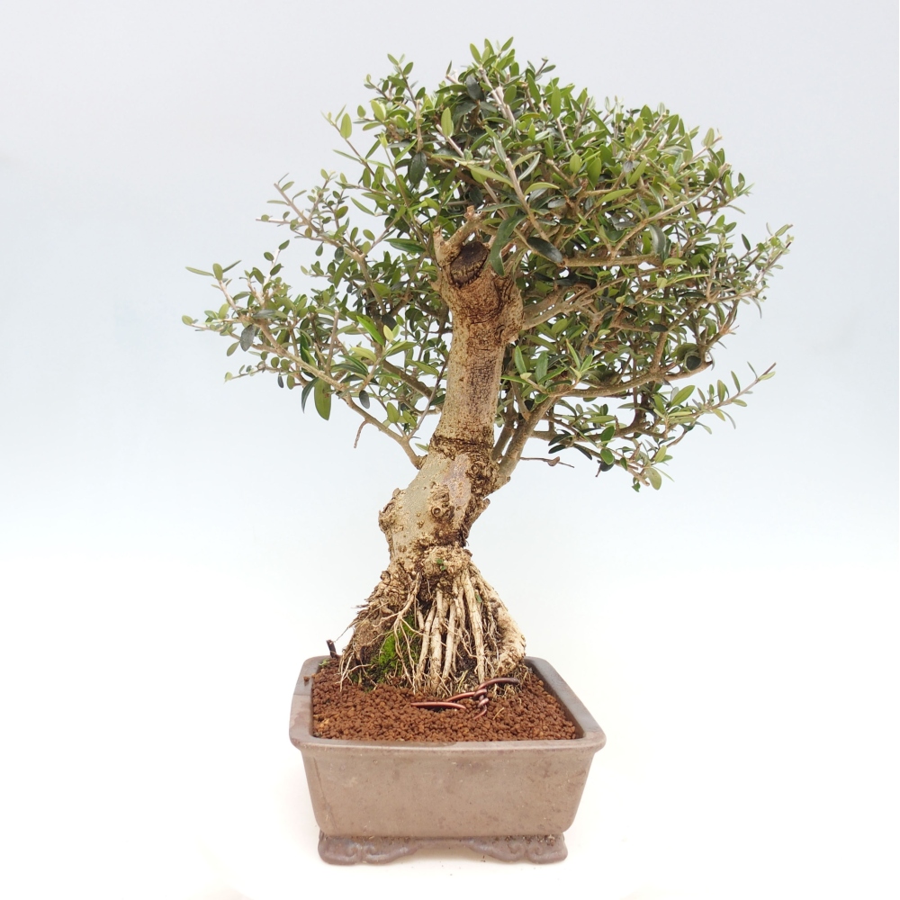 Indoor-Bonsai - Olea europaea sylvestris - Europäisches kleinblättriges Olivenöl