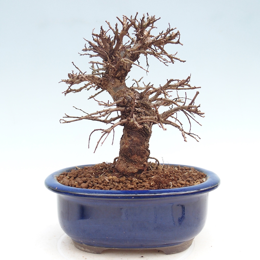 Bonsai für draußen - Zelkova - Zelkova NIRE