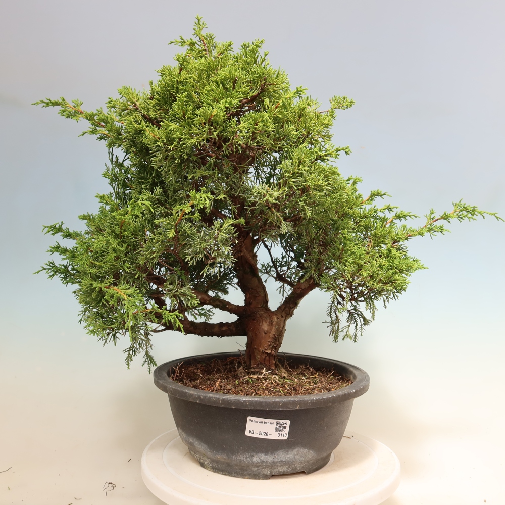 Bonsai für draußen - Juniperus chinensis Itoigawa-Juniperus chinensis