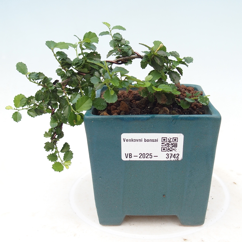 Zimmerbonsai - Grewia sp. - Kleinblättriges Grewie