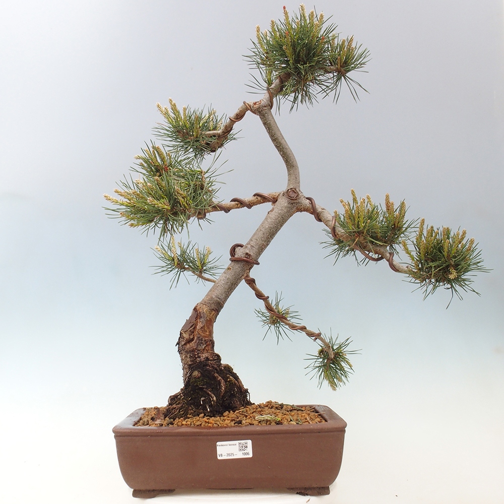 Bonsai im Freien - Pinus Sylvestris - Waldkiefer