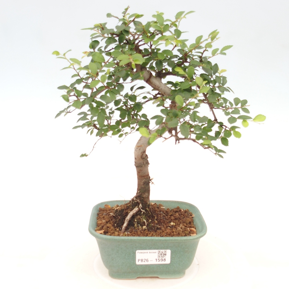 Zimmerbonsai - Ulmus parvifolia - Kleinblättrige Ulme