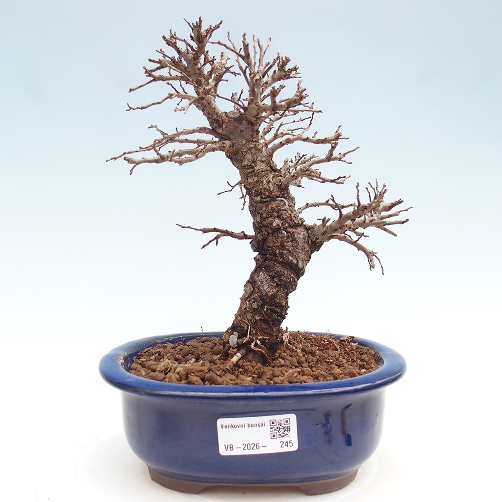 Bonsai für draußen - Zelkova - Zelkova NIRE