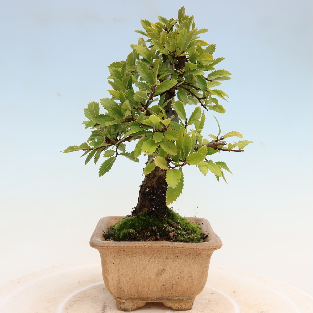 Bonsai für draußen - Zelkova - Zelkova NIRE