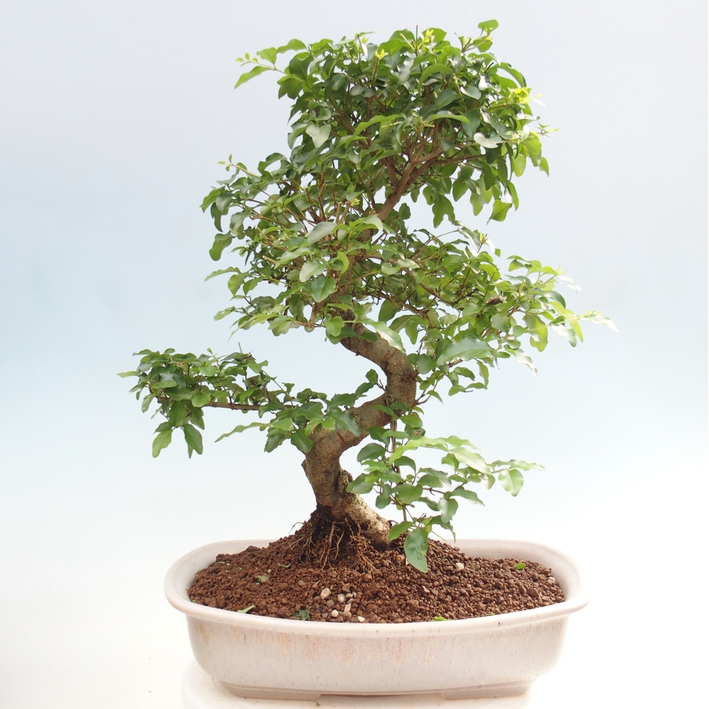 Zimmer Bonsai -Ligustrum chinensis - Vogelschnabel