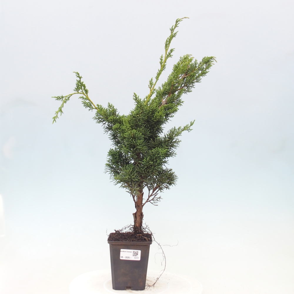Bonsai für draußen - Juniperus chinensis Kishu