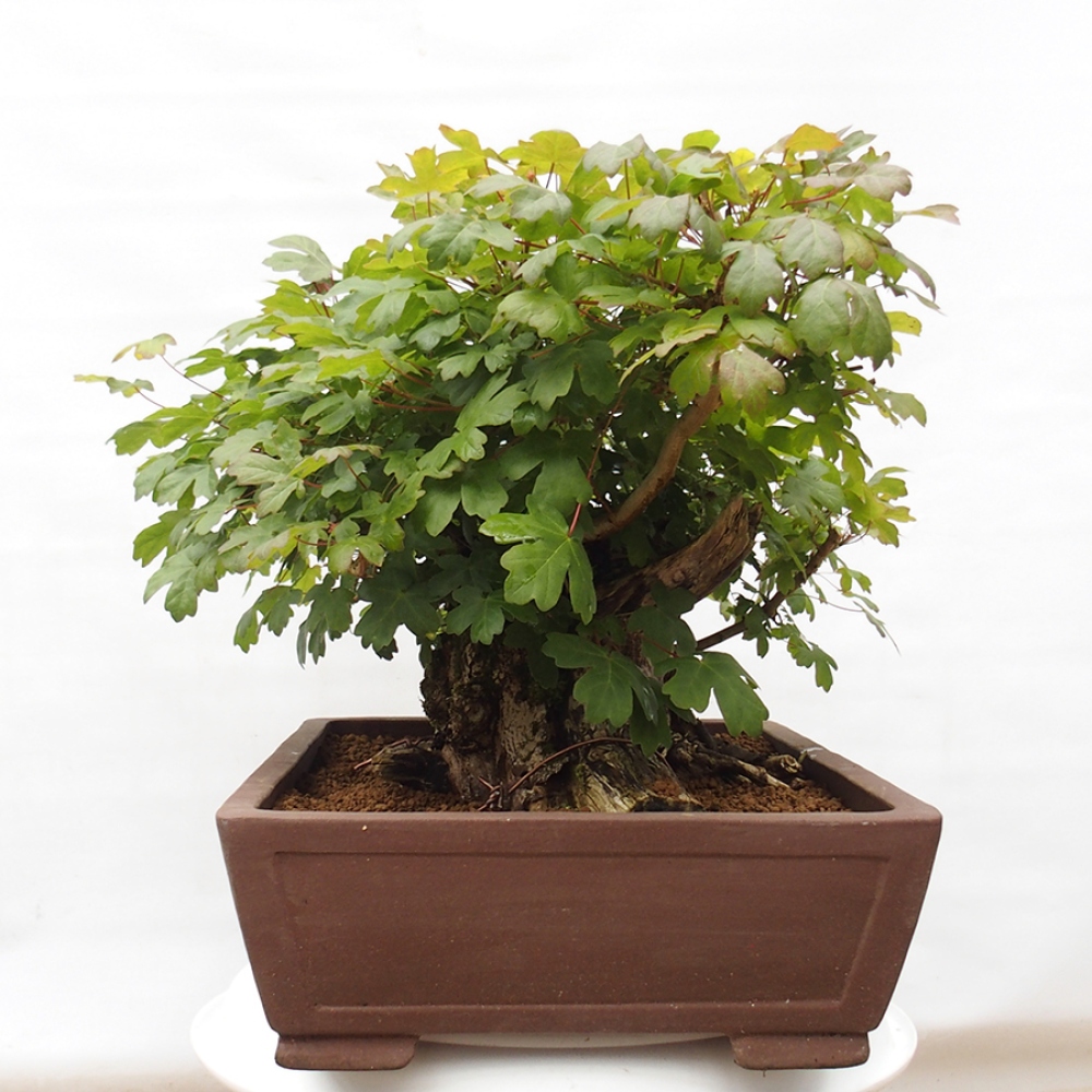 Bonsai im Freien - Baby-Ahorn - Acer campestre