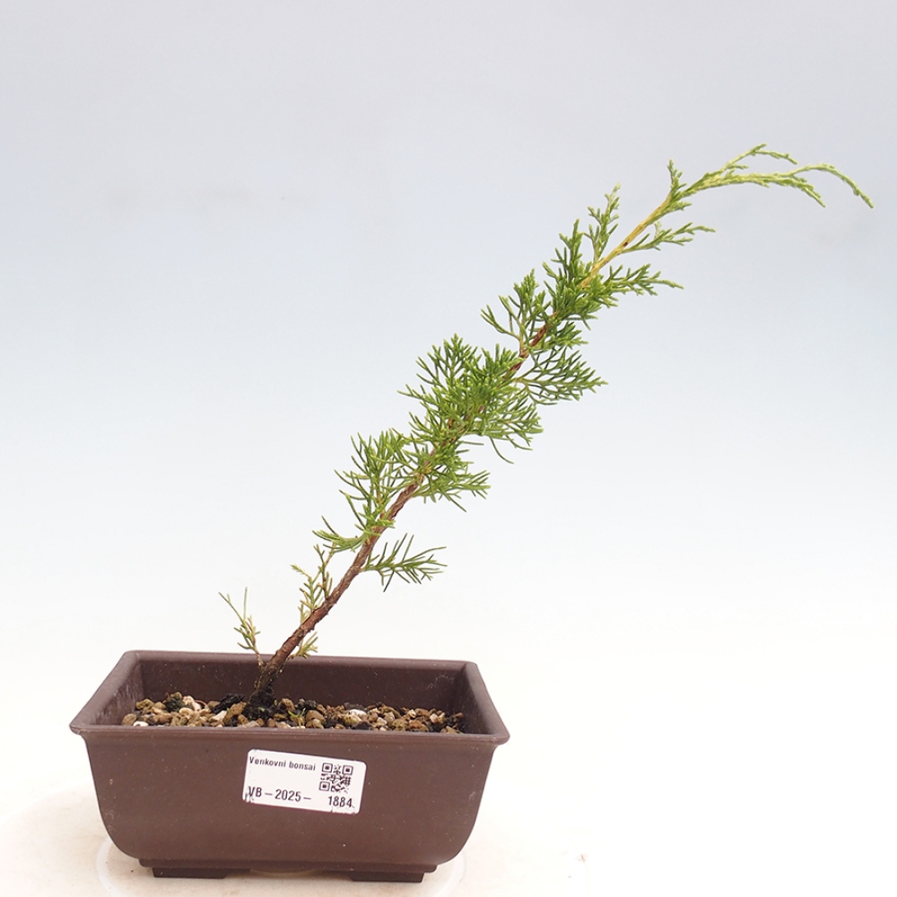 Outdoor bonsai - Juniperus chinensis Itoigawa - Chinese juniper