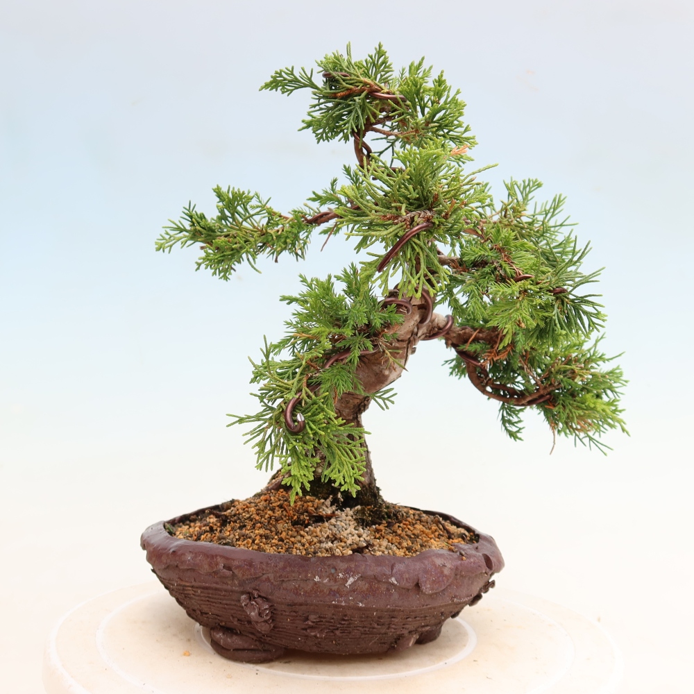 Bonsai für draußen - Juniperus chinensis Itoigawa-Juniperus chinensis