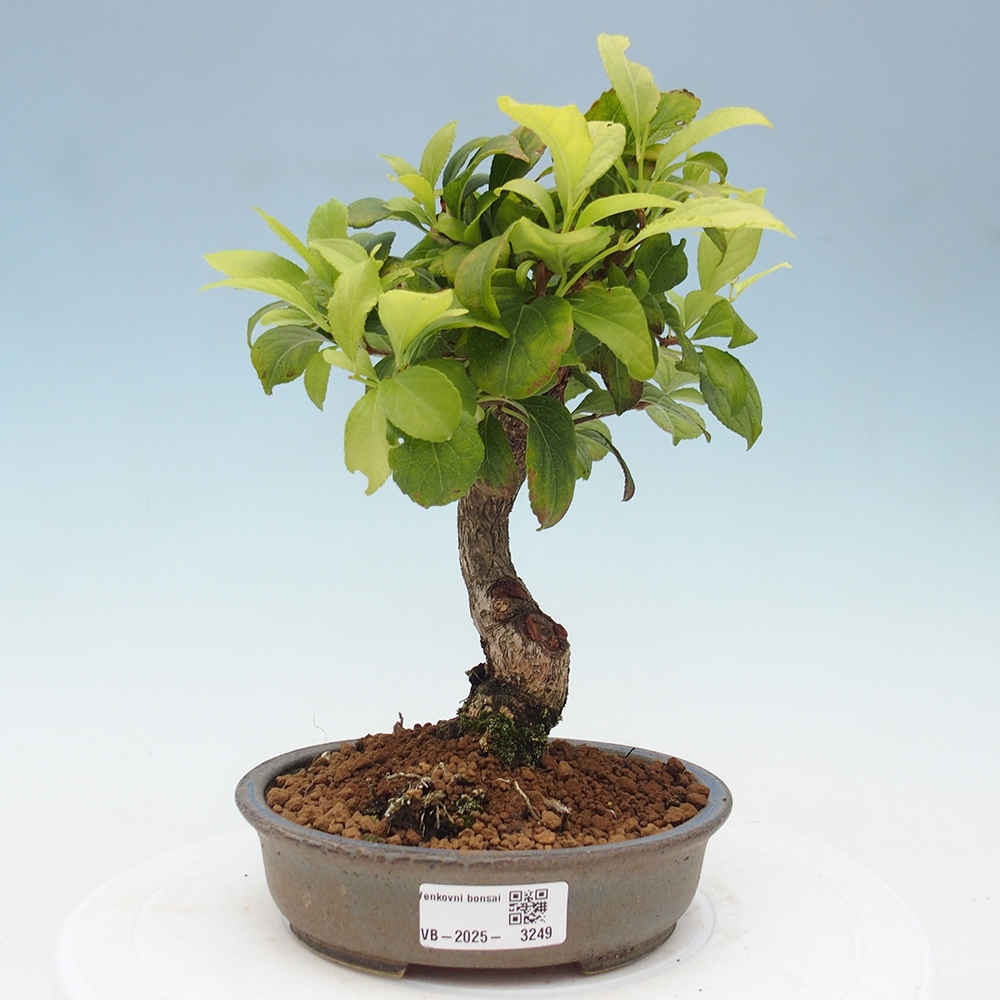 Outdoor-Bonsai - Celastrus Jesenec