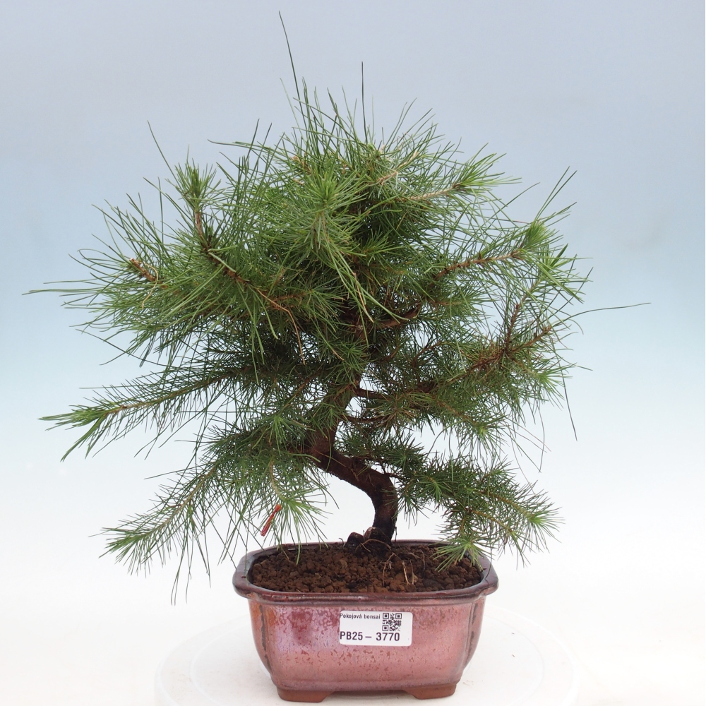 Zimmer Bonsai-Pinus halepensis-Kiefer von Aleppo