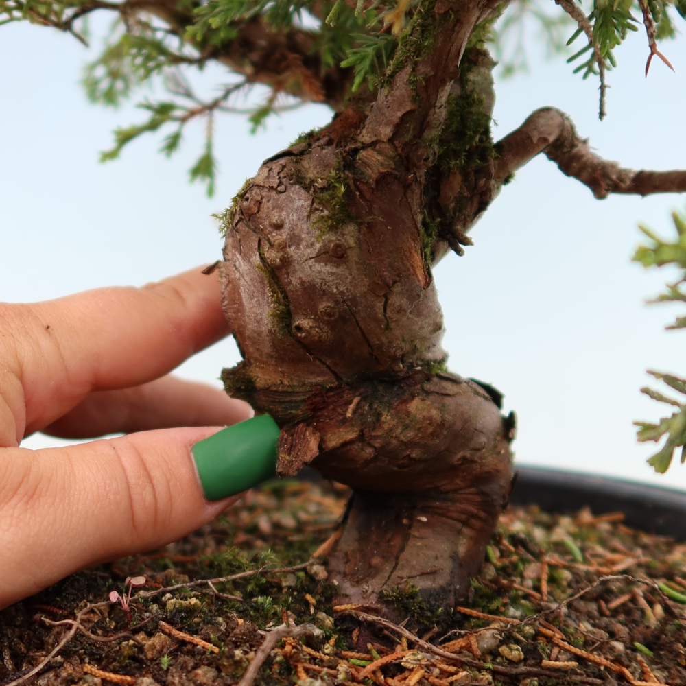 Bonsai für draußen - Juniperus chinensis Itoigawa-Juniperus chinensis