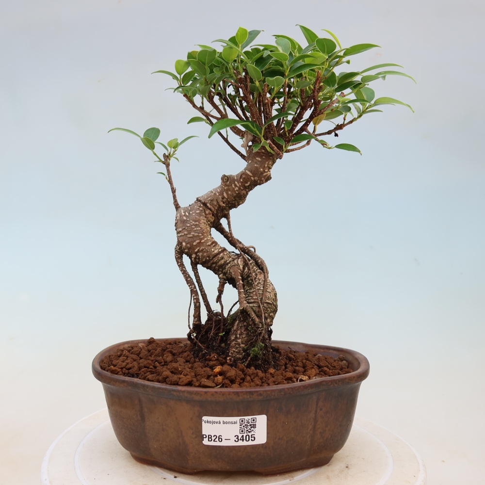 Zimmerbonsai - Ficus kimmen - Kleinblättriger Ficus