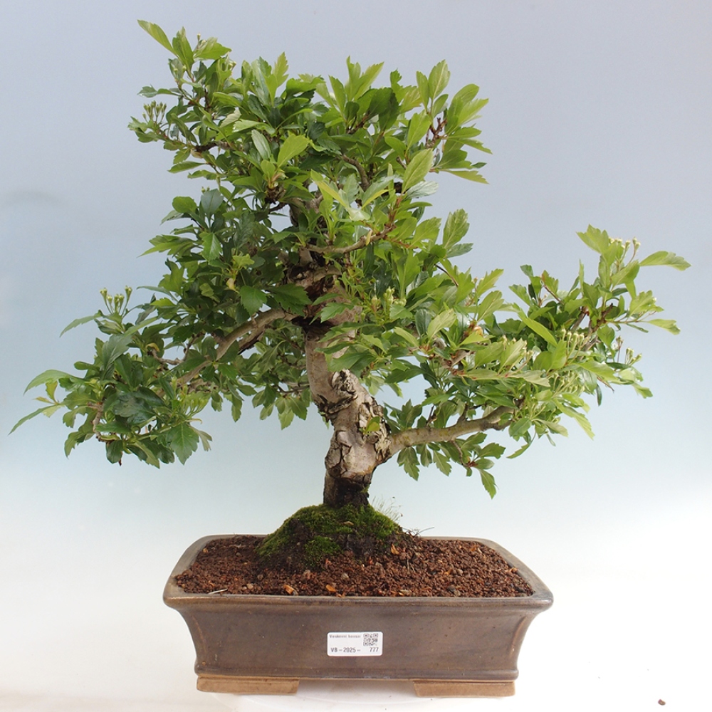 Bonsai im Freien - Weißdorn - Crataegus cuneata