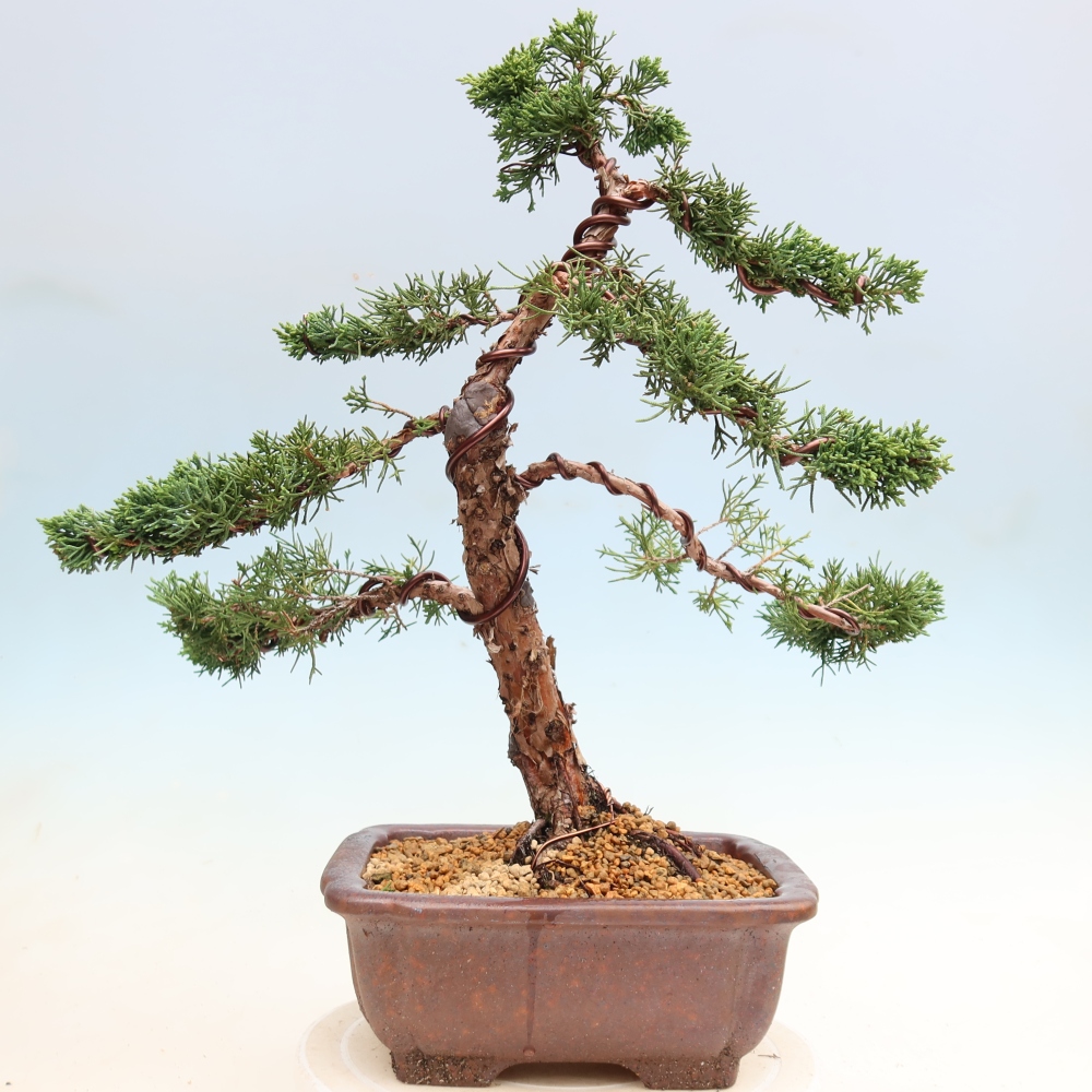 Bonsai für draußen - Juniperus chinensis Kishu