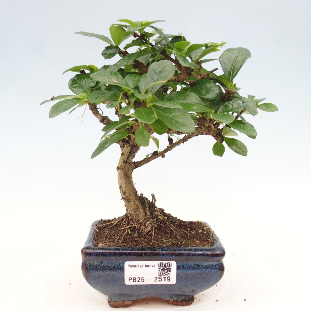 Zimmerbonsai - Carmona Macrophylla - Fuki-Tee