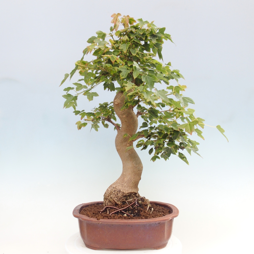 Bonsai im Freien - Ahorn Buergerianum - Burger Maple