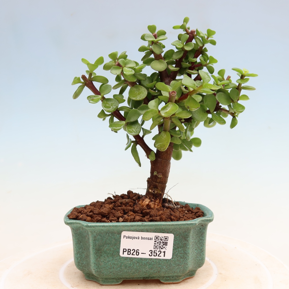 Zimmer Bonsai - Portulakaria Afra - Tlustice