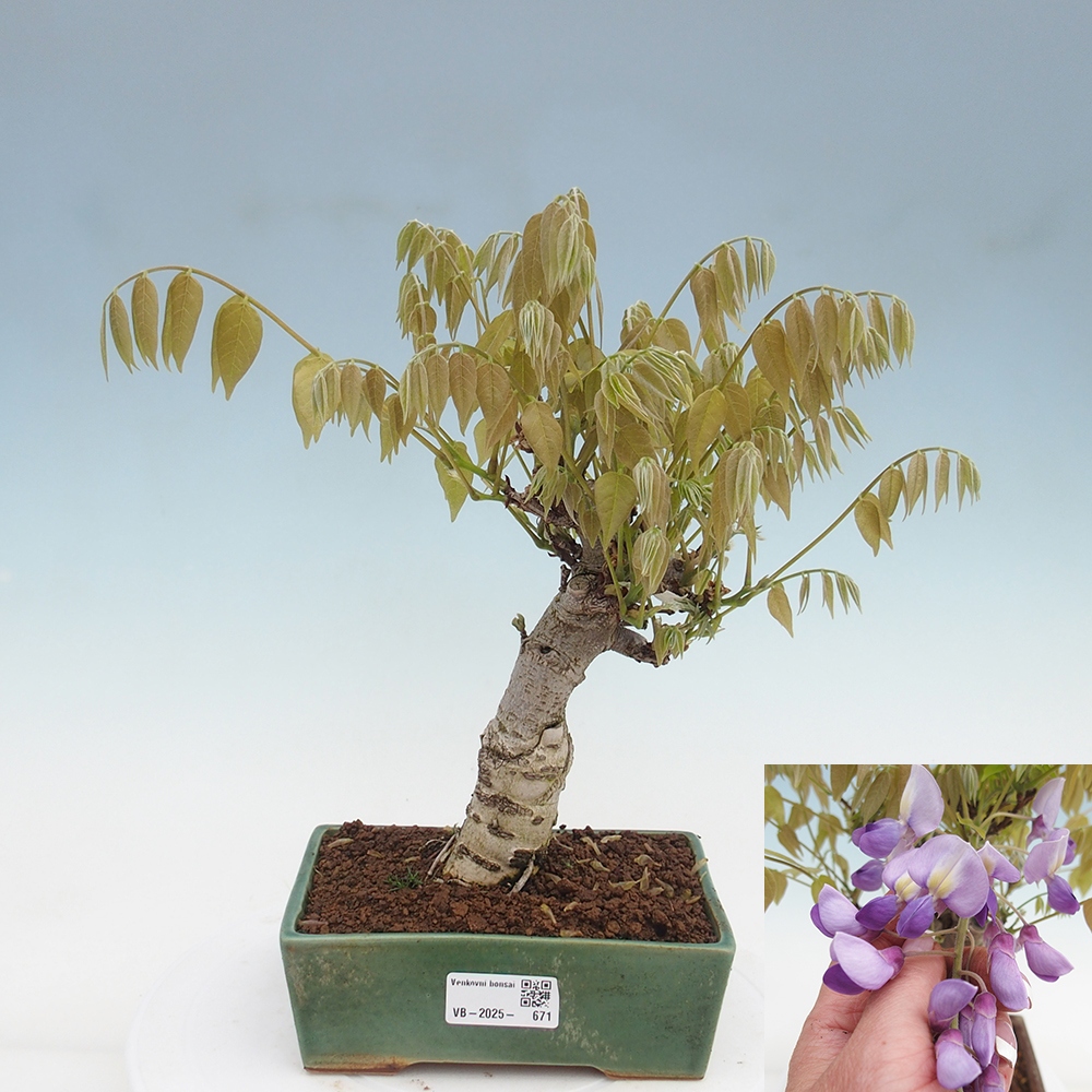 Bonsai im Freien - Wisteria floribunda - Wisteria floribunda