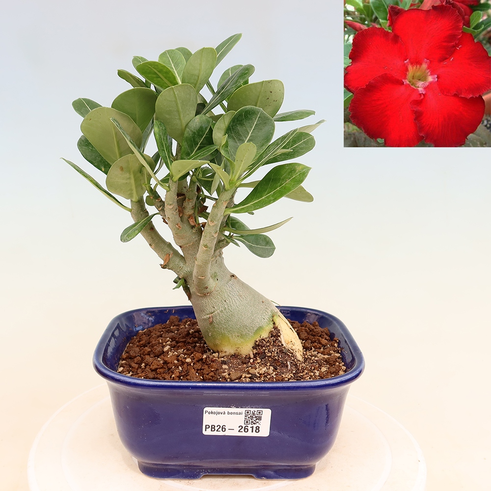 Zimmerbonsai – Adenium obesum „Red Star“ – Wüstenrose