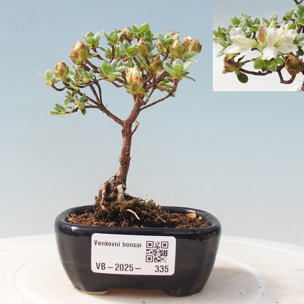 Outdoor-Bonsai - Rododendron indicum - Japanische Azalee