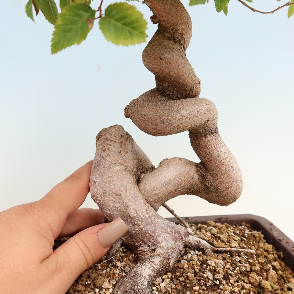 Bonsai für draußen -Carpinus CARPINOIDES - Koreanische Hainbuche