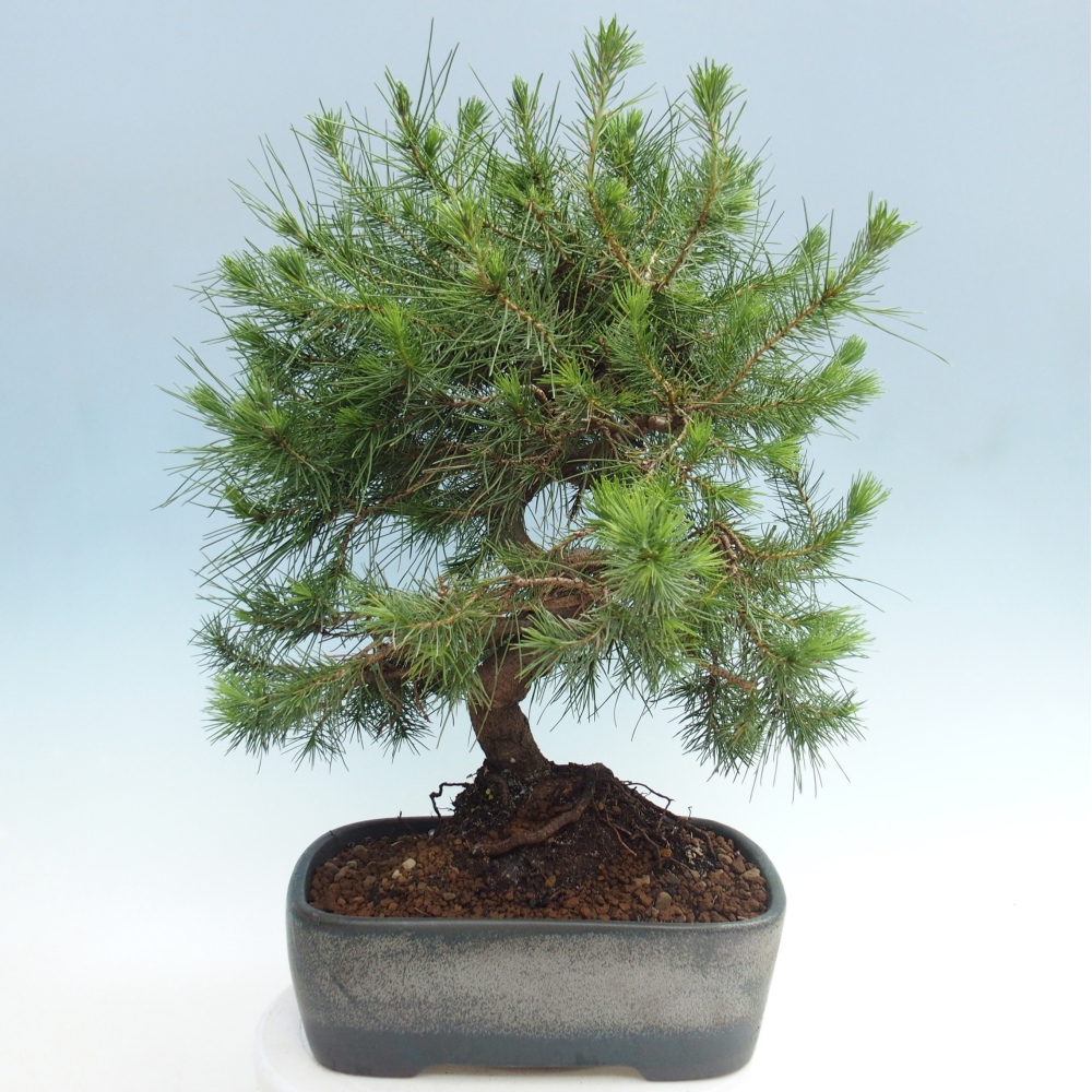 Zimmer Bonsai-Pinus halepensis-Kiefer von Aleppo