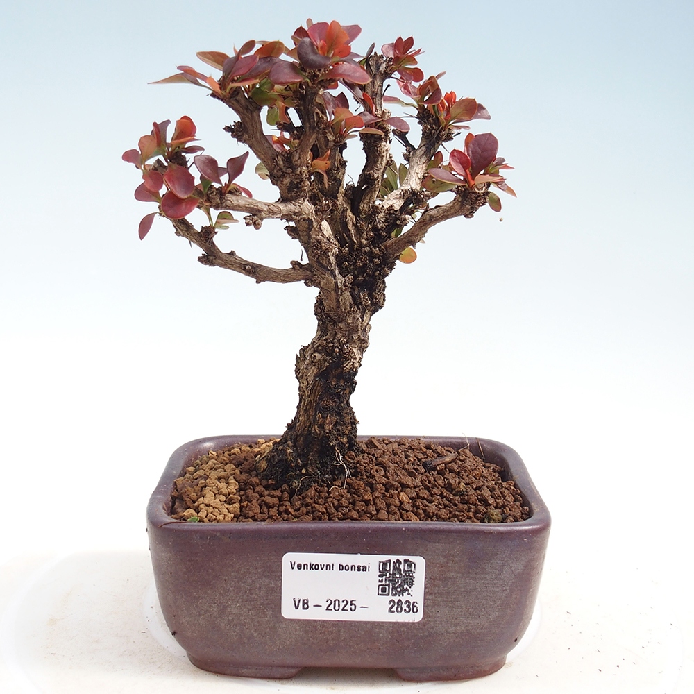Bonsai für draußen - Berberis Thunbergii Bagatelle