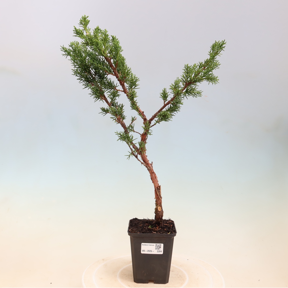 Bonsai für draußen - Juniperus chinensis Kishu