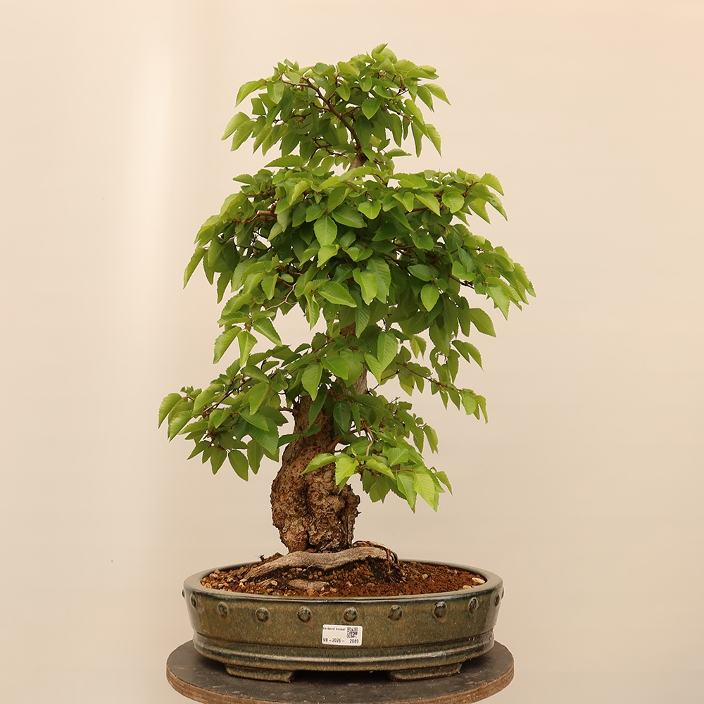 Bonsai im Freien - Carpinus Coreana - Koreanische Hainbuche