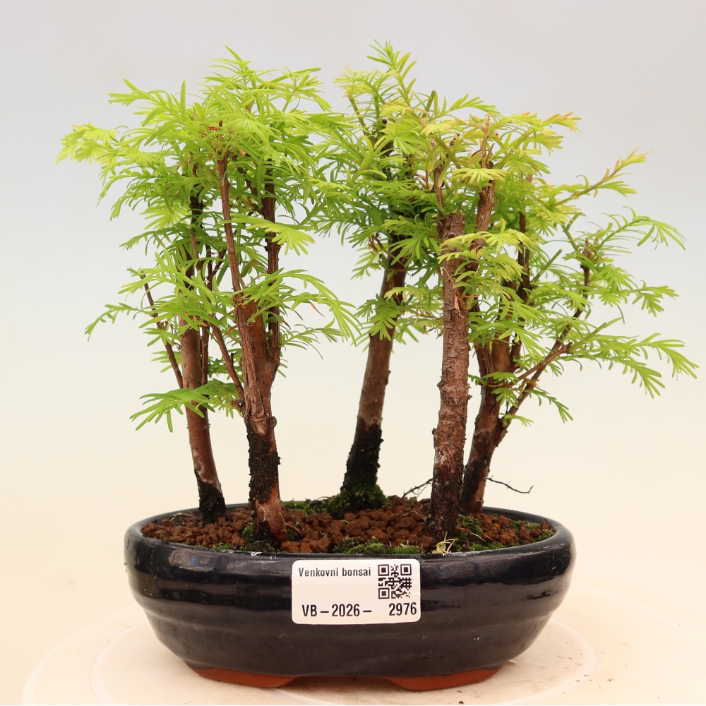 Bonsai für den Außenbereich – Metasequoia glyptostroboides – Chinesische Metasequoia – Wäldchen