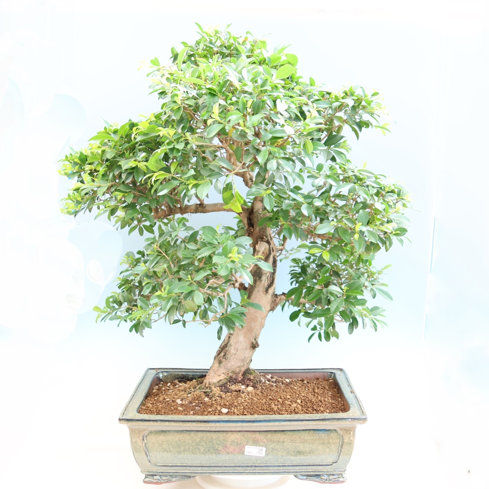 Zimmer Bonsai - Australische Kirsche - Eugenia uniflora