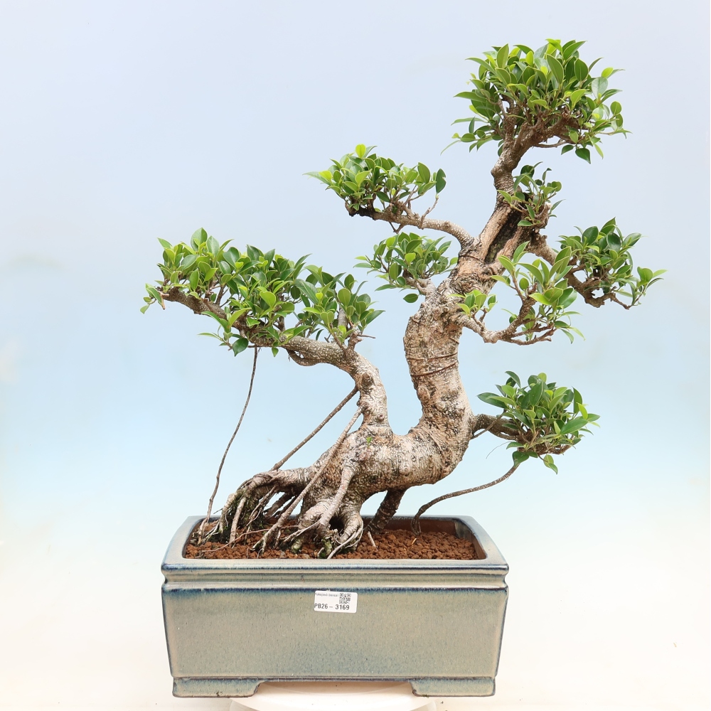 Zimmerbonsai - Ficus kimmen - Kleinblättriger Ficus