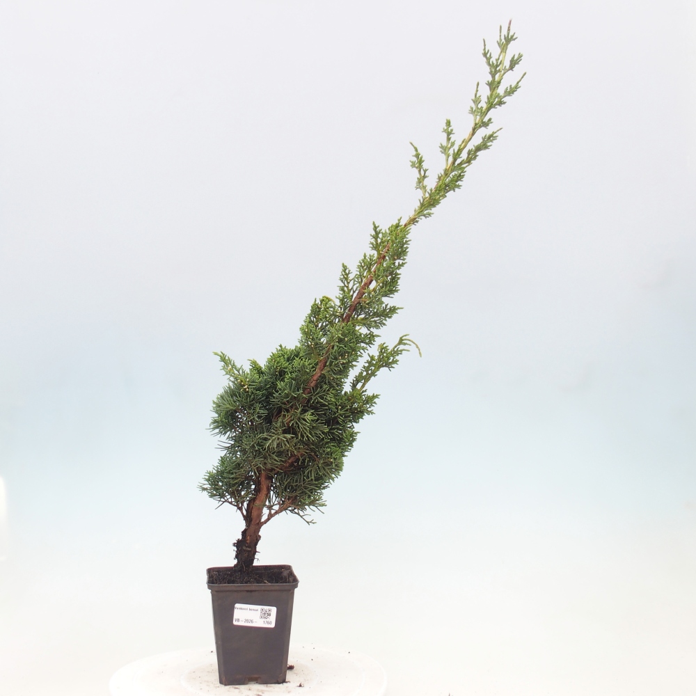 Bonsai für draußen - Juniperus chinensis Kishu