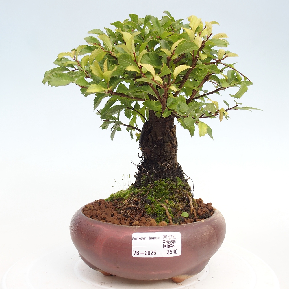 Bonsai im Freien - Zelkova - Zelkova NIRE