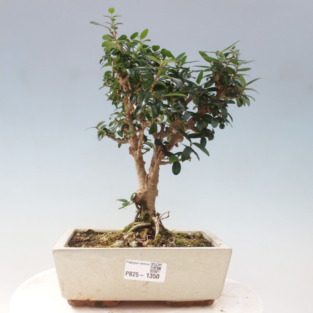 Indoor-Bonsai - Olea europaea sylvestris - Europäisches kleinblättriges Olivenöl