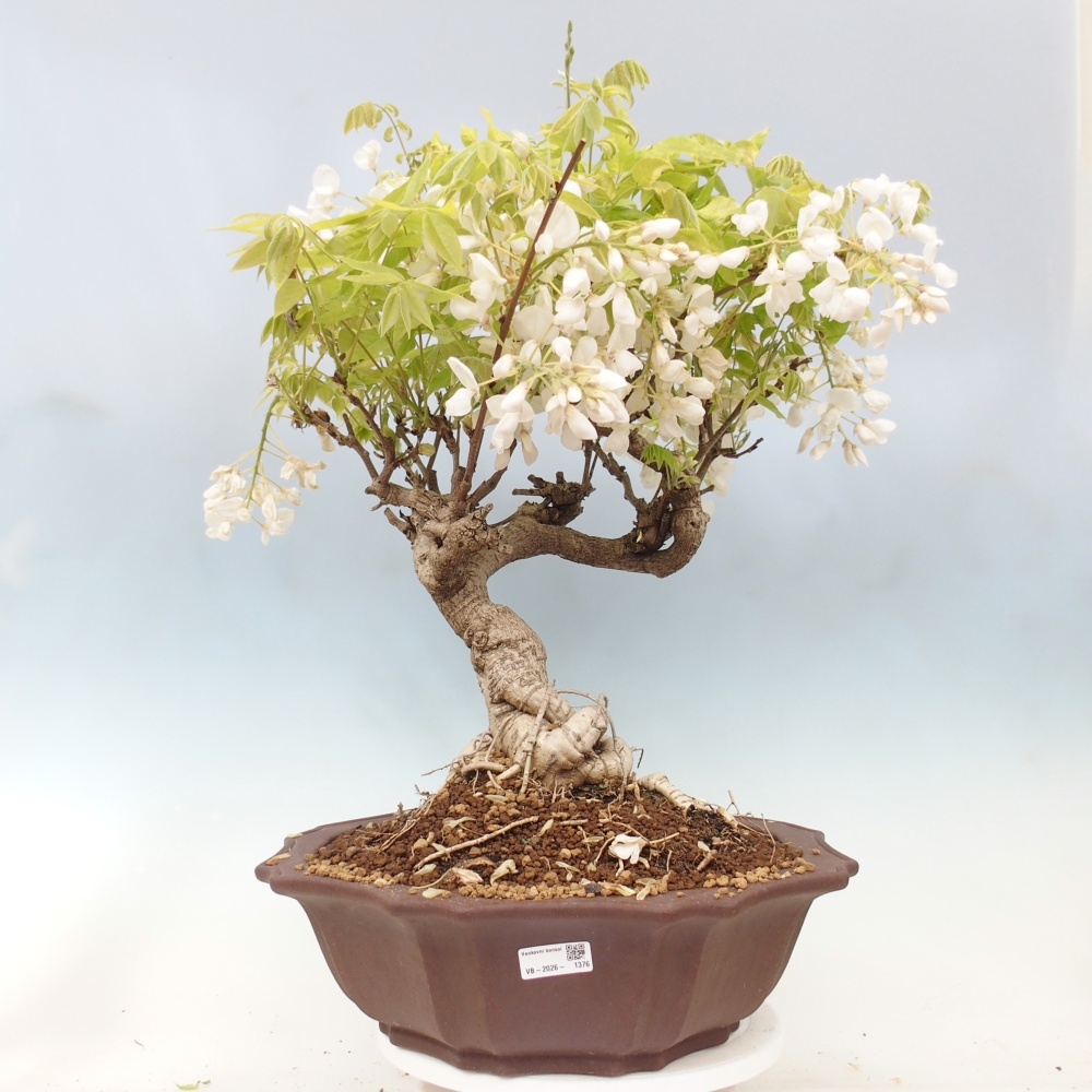 Bonsai für draußen - Vistaria - Glyzinie