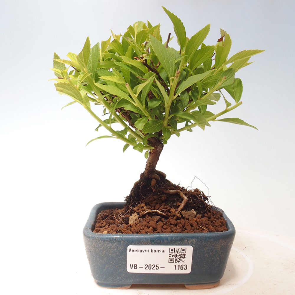 Bonsai im Freien - Spirea japonica GENPSI