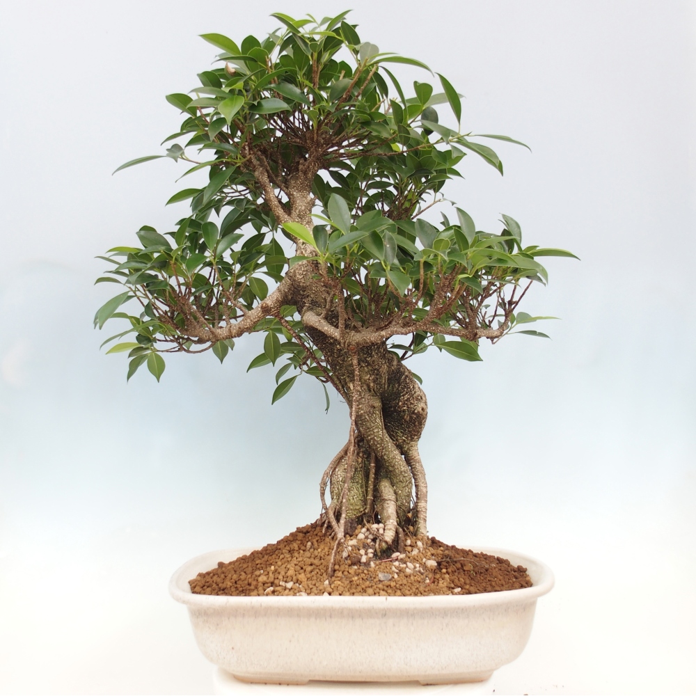 Zimmerbonsai - Ficus kimmen - kleinblättriger Ficus - NUR PERSÖNLICHE ABHOLUNG oder Palettentransport