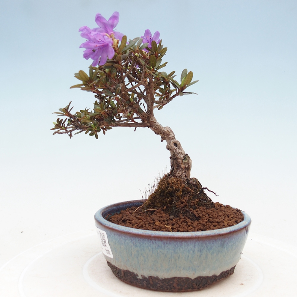 Outdoor-Bonsai - Rhododendron - Skunk