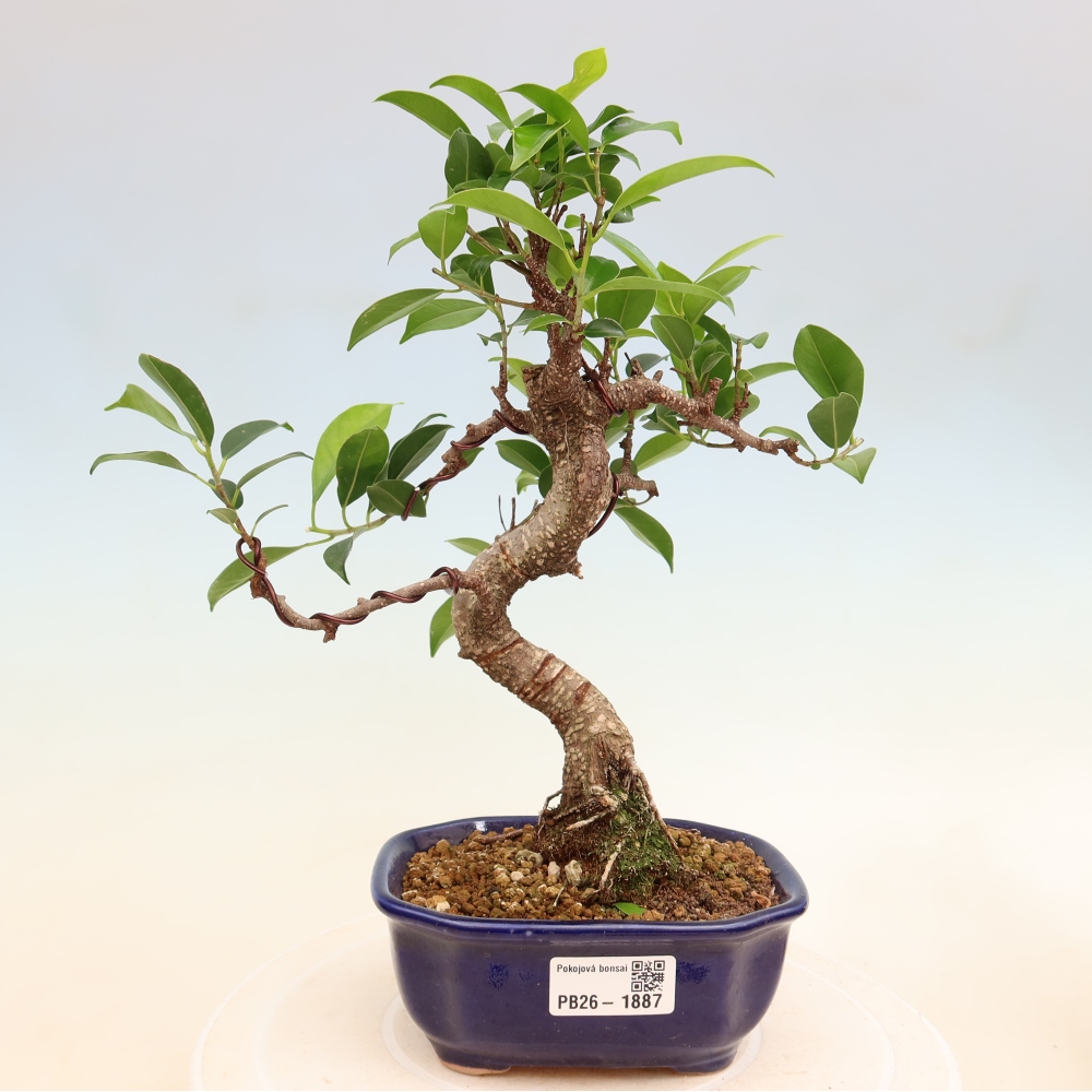 Zimmerbonsai - Ficus retusa - Kleinblättriger Ficus
