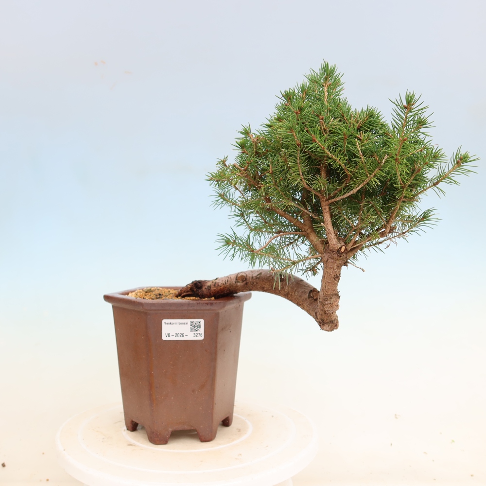 Bonsai für draußen - Fichte - Picea glauca globe