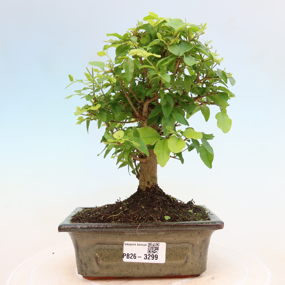 Zimmer Bonsai -Ligustrum chinensis - Vogelschnabel