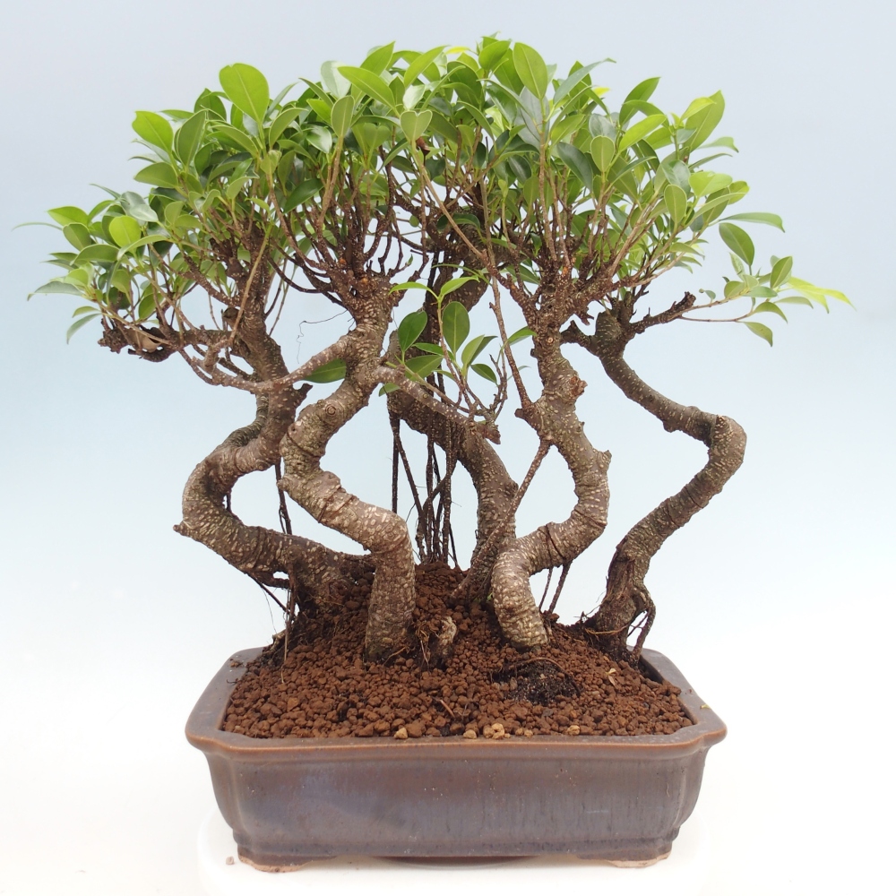 Zimmerbonsai - Ficus kimmen - Kleinblättriger Ficus