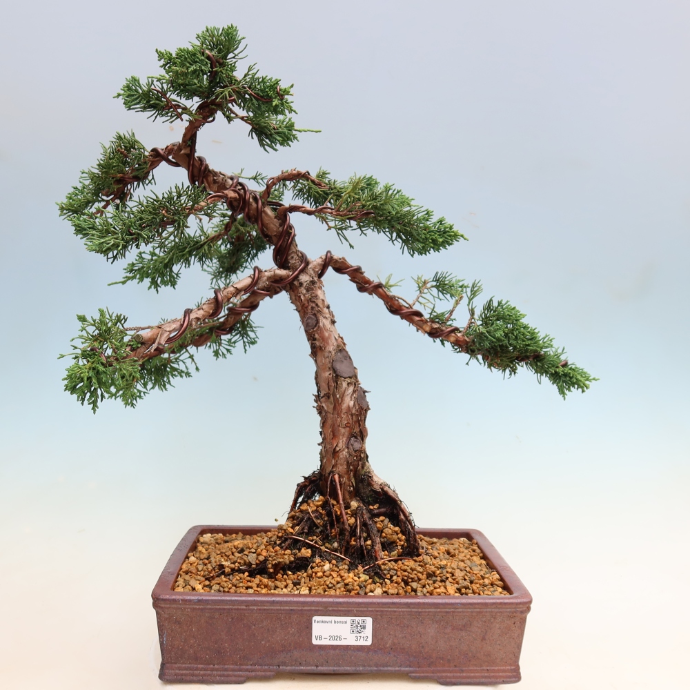 Bonsai für draußen - Juniperus chinensis Kishu