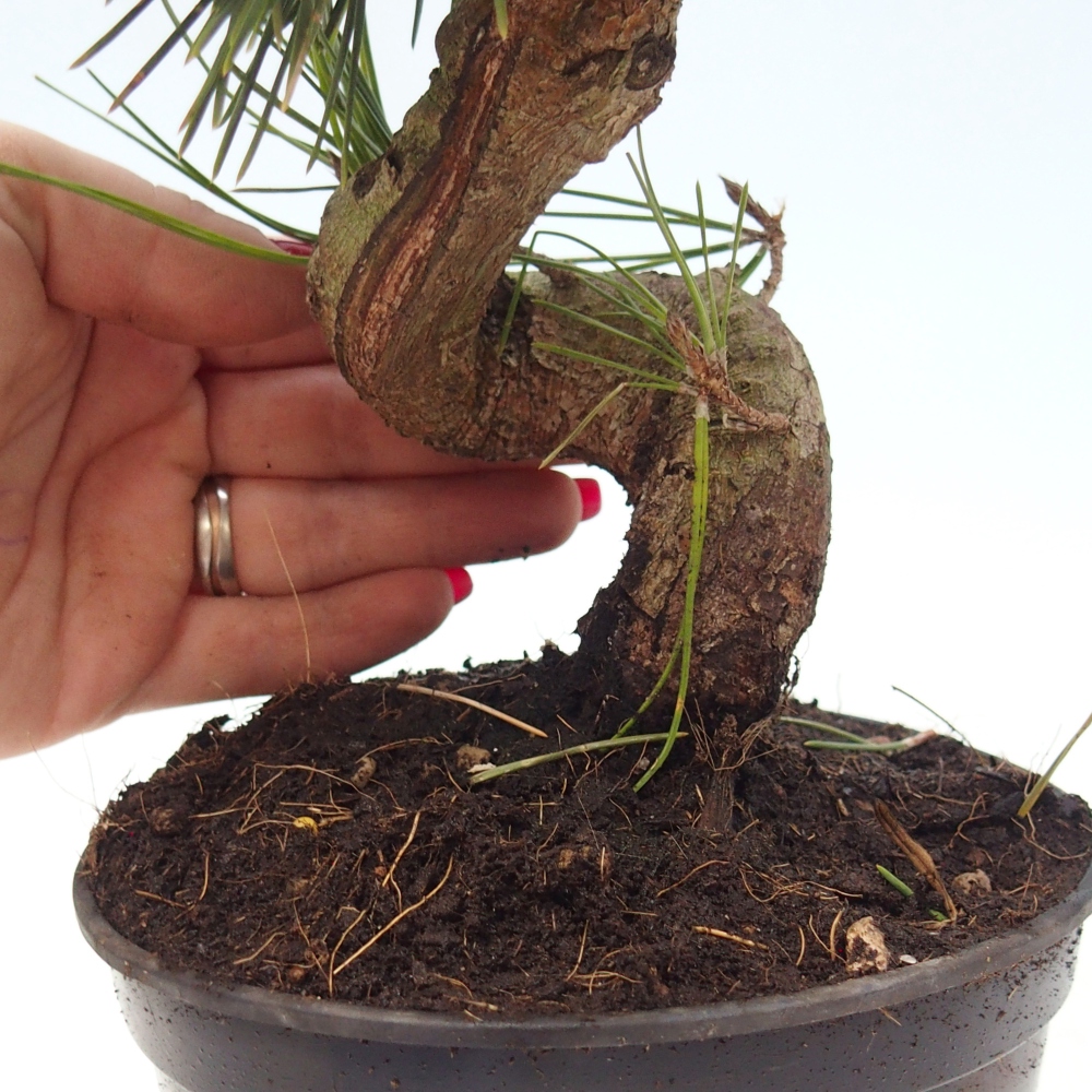 Bonsai für draußen - Pinus thunbergii senjyumaru - Thunberg-Kiefer