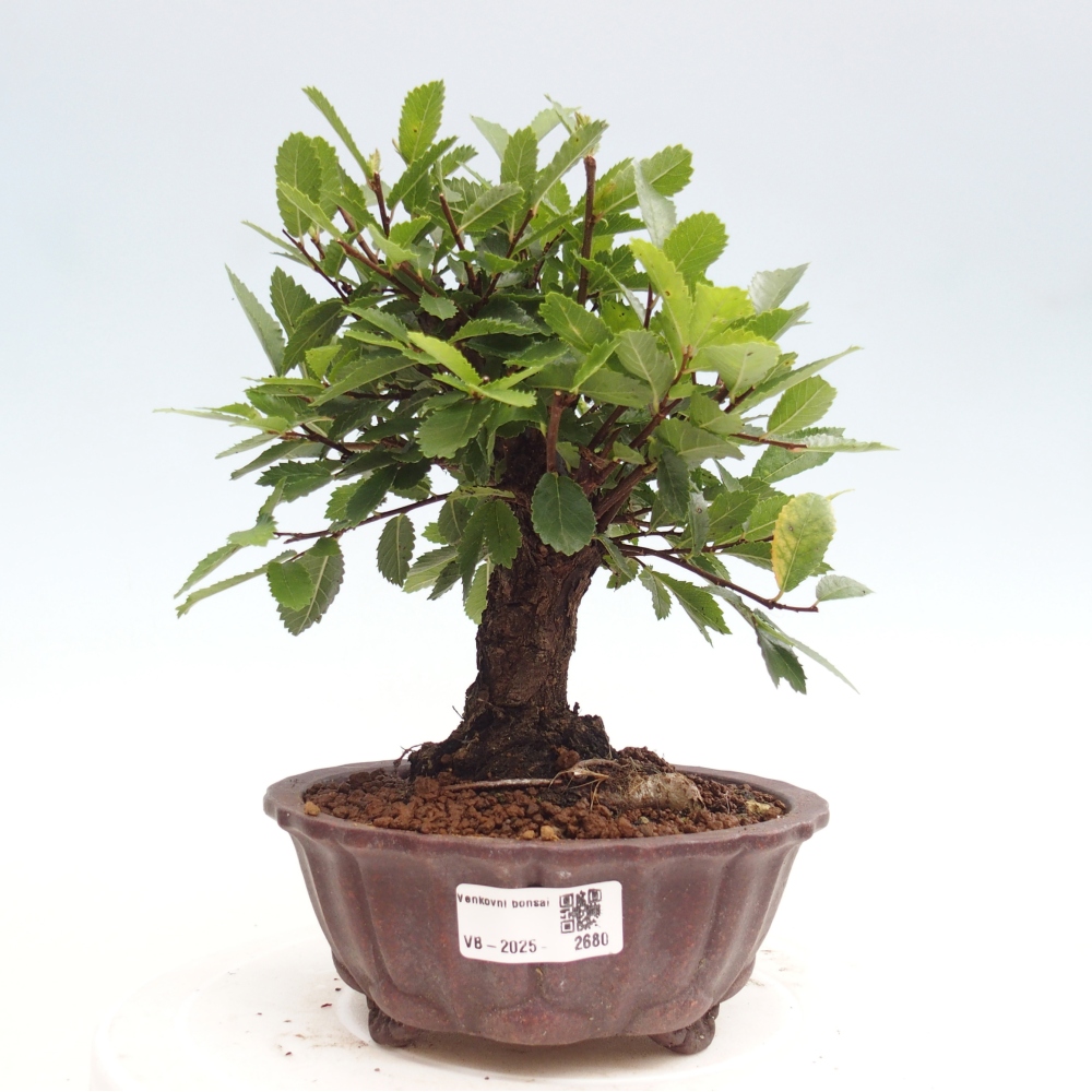 Bonsai im Freien - Zelkova - Zelkova NIRE