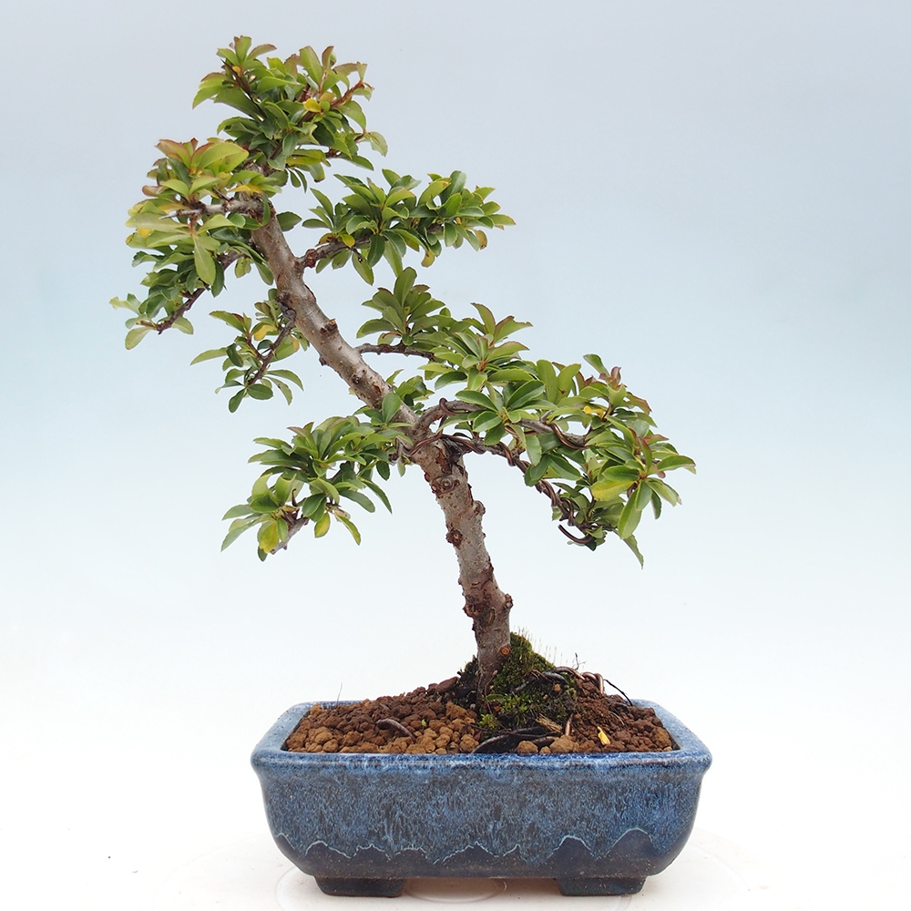Outdoor Bonsai-Pyracanta Teton -Bäckerei