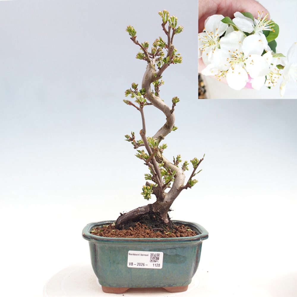 Outdoor Bonsai - Malus sargentii - Kleinfrüchtiger Apfelbaum